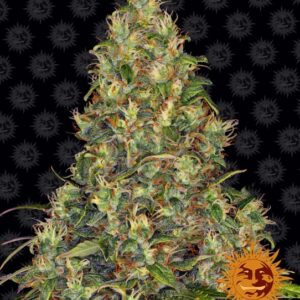 Amnesia Haze Auto Feminised Seeds - 10