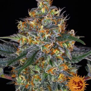 Moby Dick Auto Feminised Seeds - 5