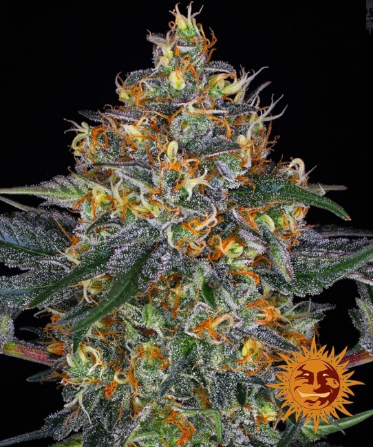 Moby Dick Auto Feminised Seeds - 10