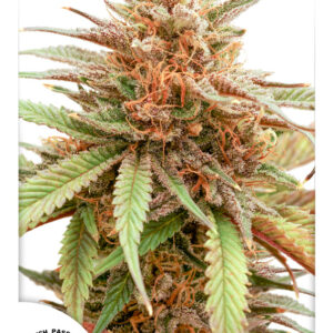 Durban Dew Feminised Seeds - 10