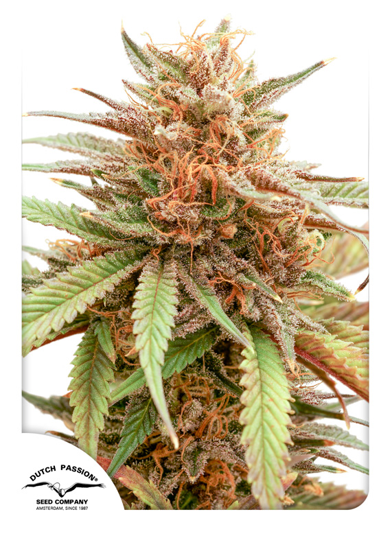 Durban Dew Feminised Seeds - 10