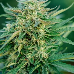 Grease Gun Auto Feminised Seeds - 5