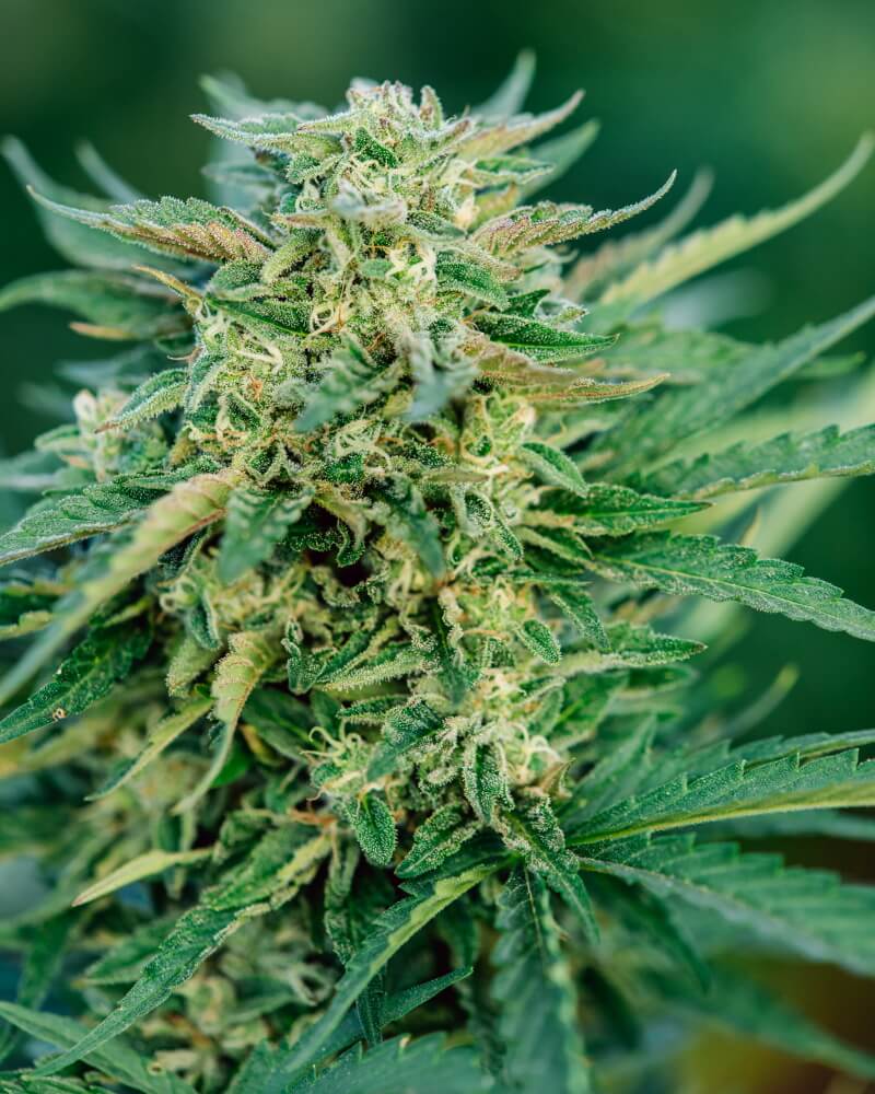 Grease Gun Auto Feminised Seeds - 5