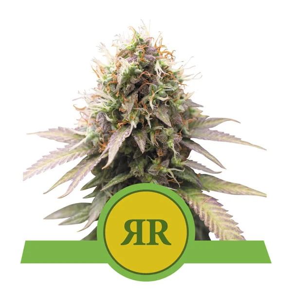 Royal Runtz Auto Feminised Seeds - 1