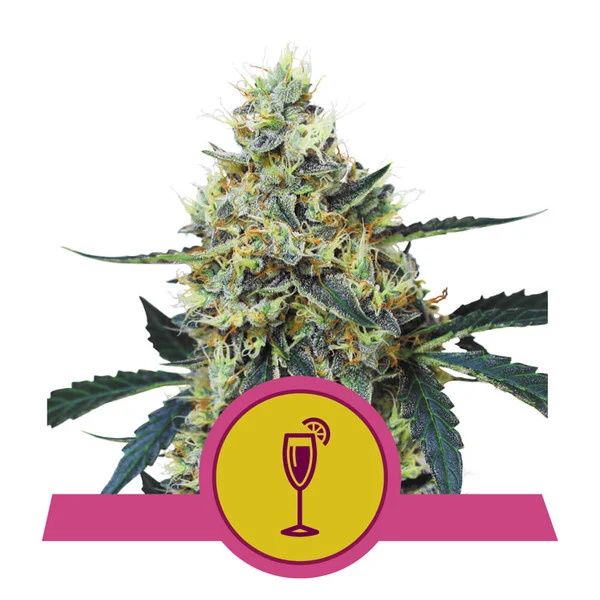 Mimosa Feminised Seeds - 10