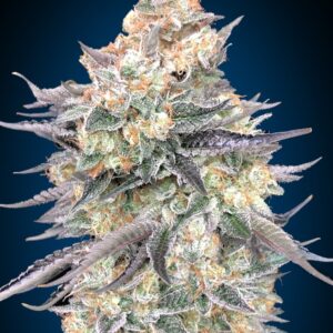 Blue Dream Feminised Seeds - 5