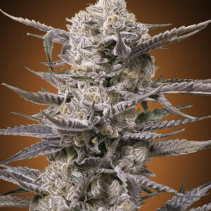 Watermelon OG Feminised Seeds - 5
