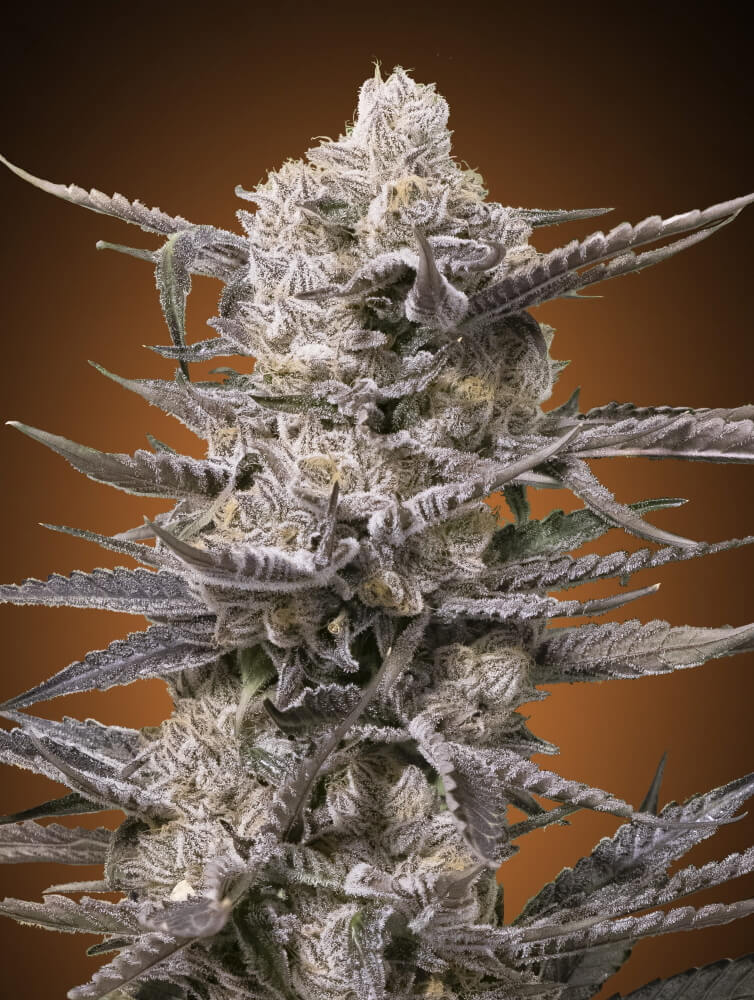 Watermelon OG Feminised Seeds - 5