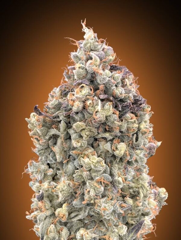 Watermelon OG Auto Feminised Seeds - 5