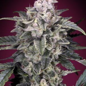 Slurricane Feminised Seeds - 5