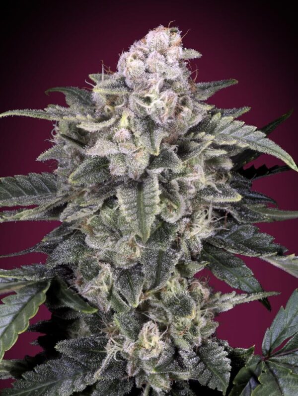 Slurricane Feminised Seeds - 5