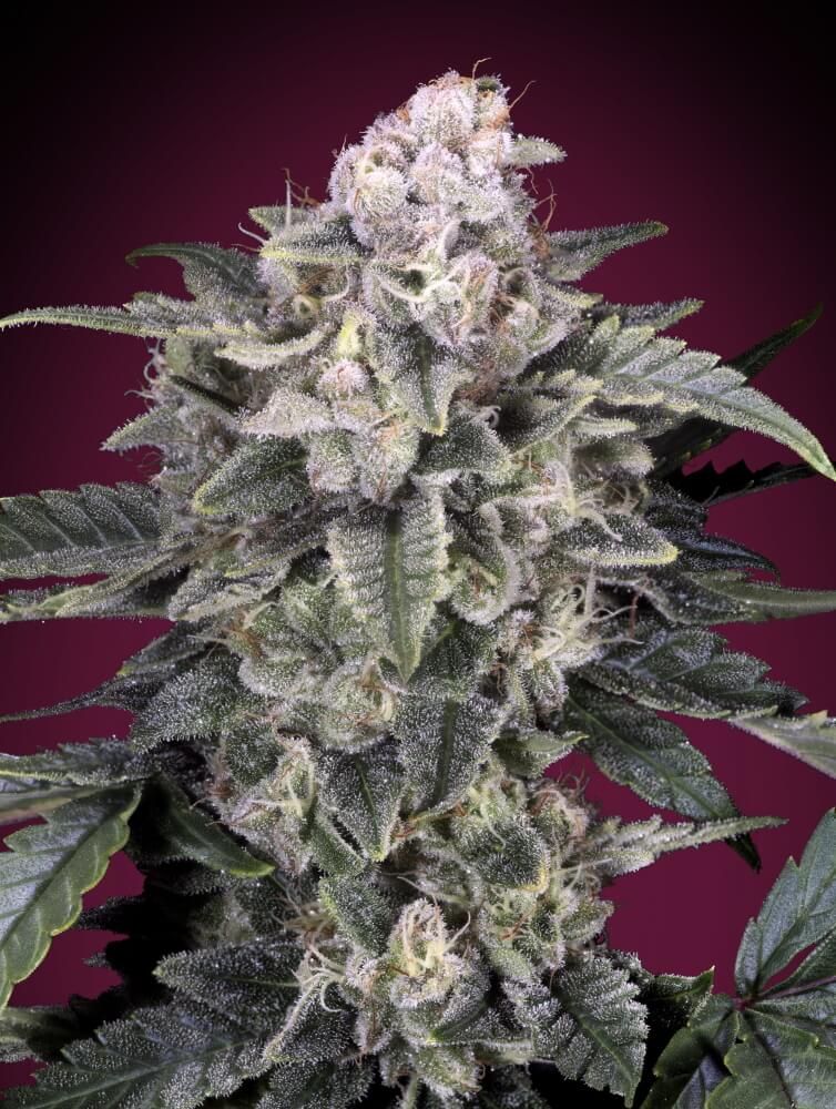 Slurricane Feminised Seeds - 5