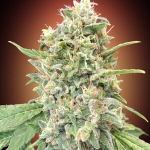 Strawberry Banana Feminised Seeds - 5