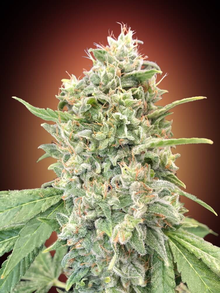 Strawberry Banana Feminised Seeds - 5