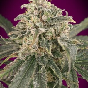 Amnesia XXL Auto Feminised Seeds - 1