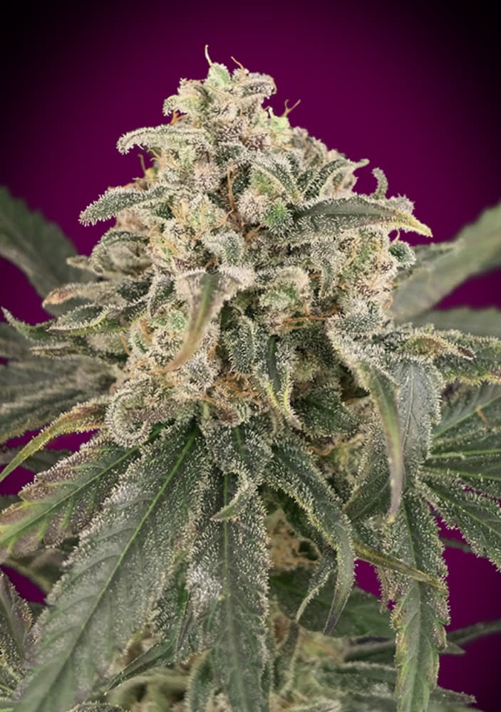 Amnesia XXL Auto Feminised Seeds - 1