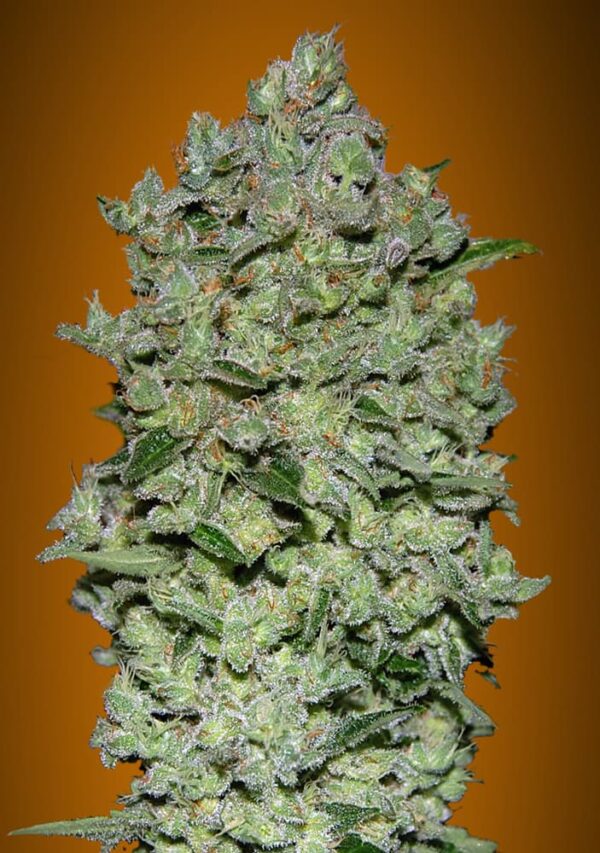 Biodiesel Mass XXL Auto Feminised Seeds - 5