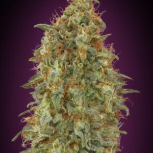 Zkittlez Fast Feminised Seeds - 5