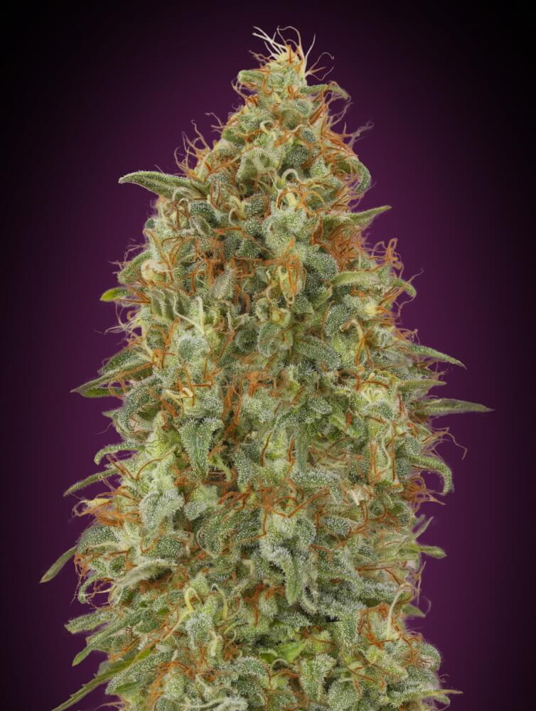Zkittlez Fast Feminised Seeds - 5