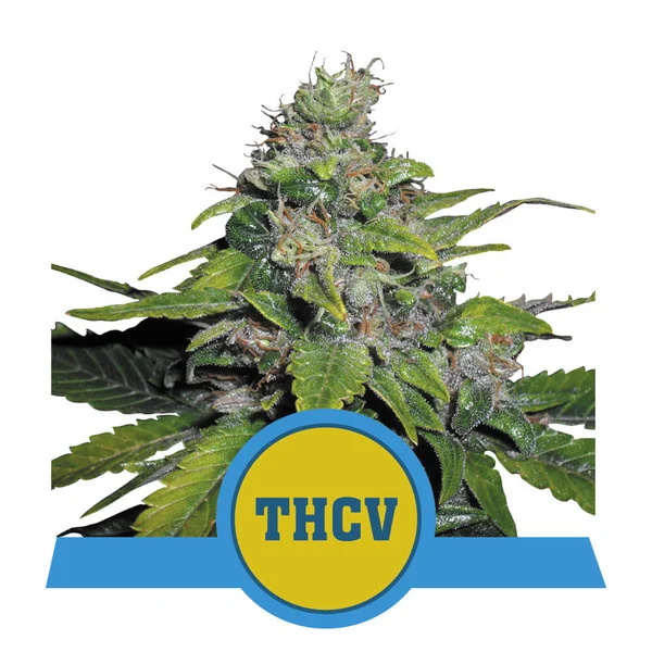 Royal THCV Feminised Seeds - 10