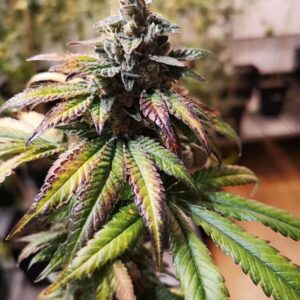 Gorilla Punch Auto Feminised Seeds - 5