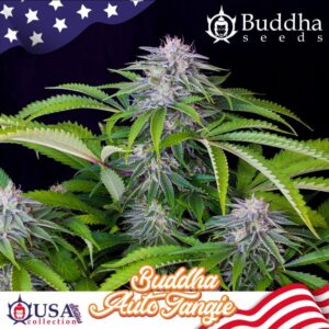 Buddha Tangie Auto Feminised Seeds - 50