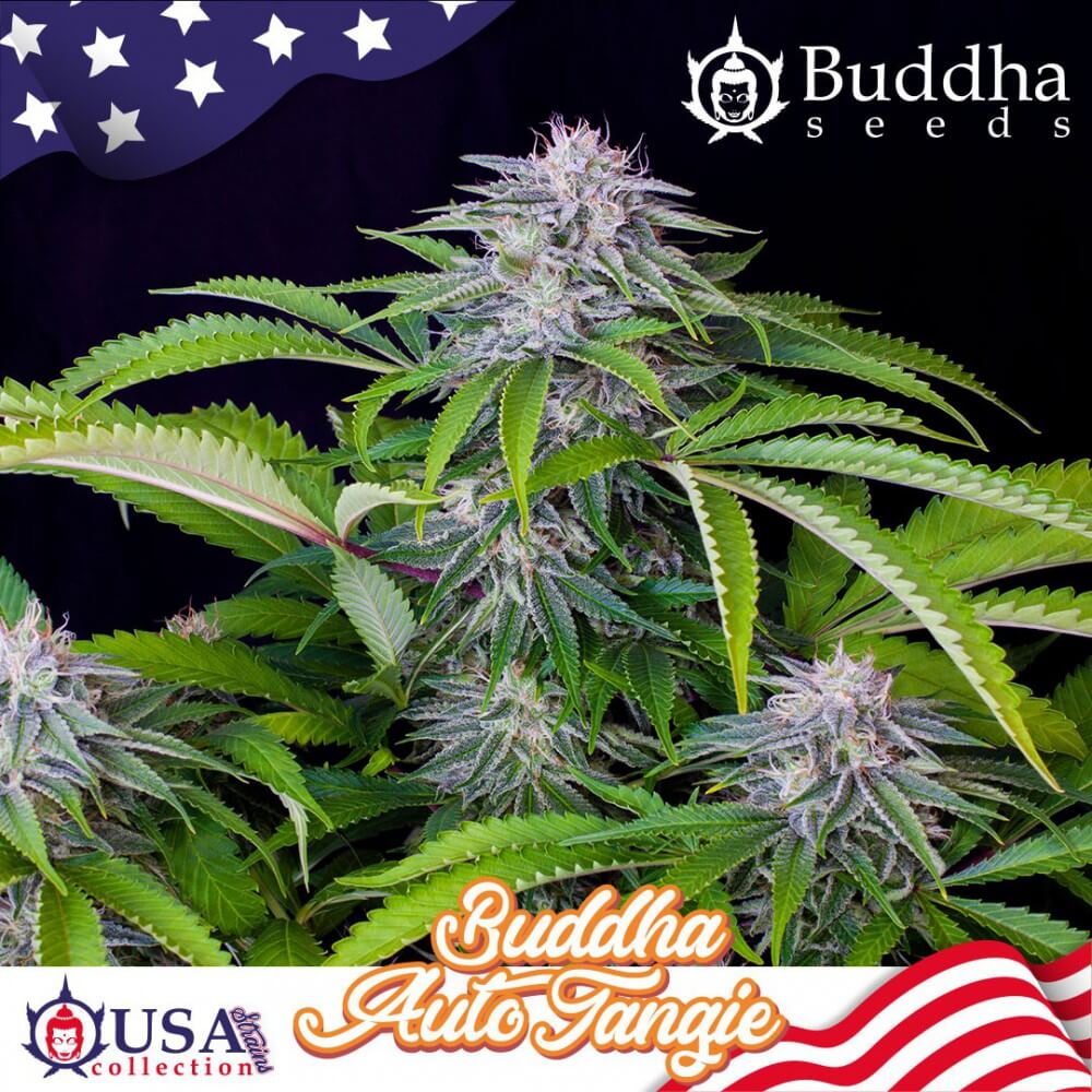 Buddha Tangie Auto Feminised Seeds - 50