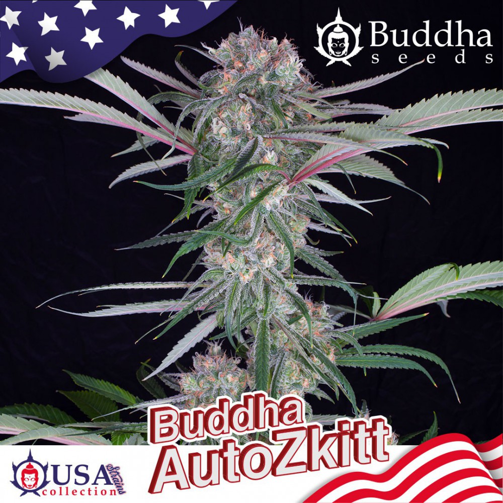 Buddha Zkittlez Auto Feminised Seeds - 50