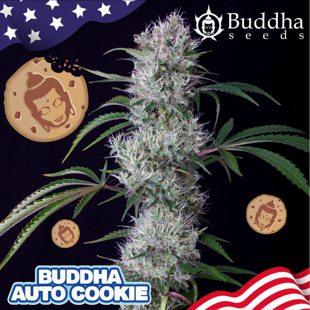 Buddha Cookie Auto Feminised Seeds - 10