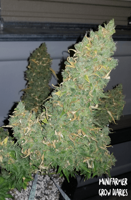Heisenberg Special Auto Feminised Seeds - 3