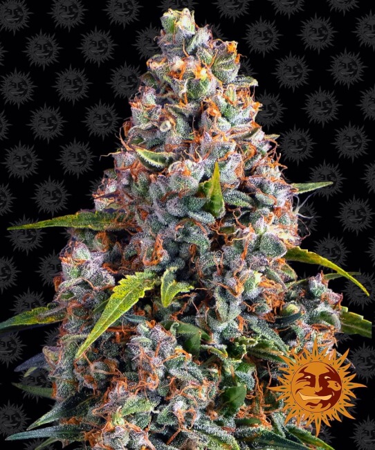 Strawberry Cheesecake Auto Feminised Seeds - 10