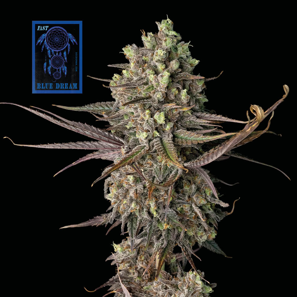Blue Dream Fast Feminised Seeds - 3
