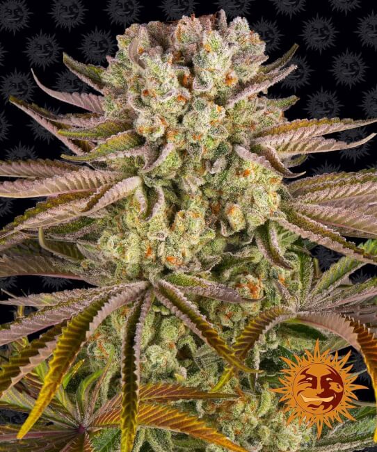 Pineapple Express Feminised Seeds - 3