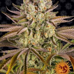 Pineapple Express Feminised Seeds - 5