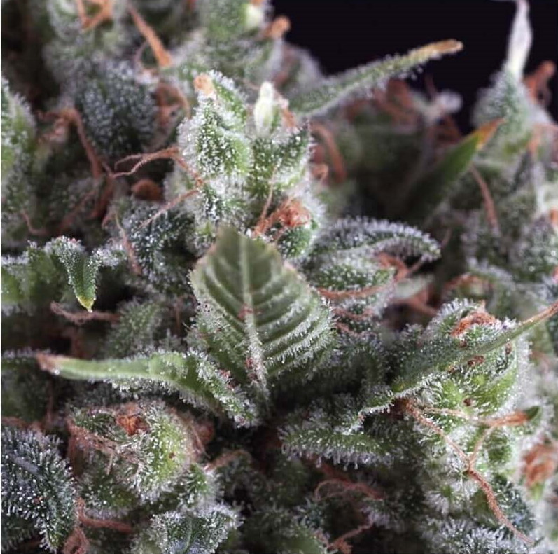 Olympia Auto Feminised Seeds - 5