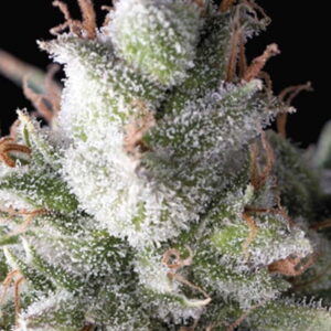 Ramses Auto Feminised Seeds - 5