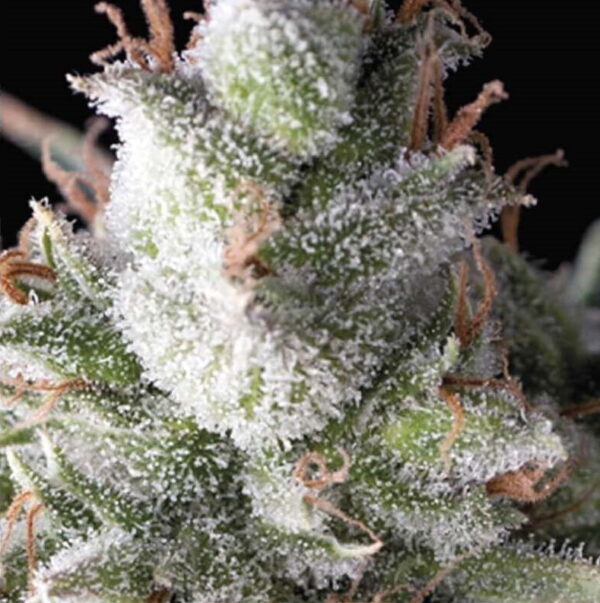 Ramses Auto Feminised Seeds - 5