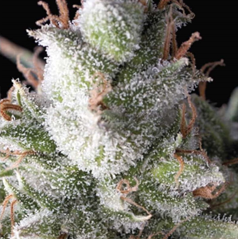 Ramses Auto Feminised Seeds - 5