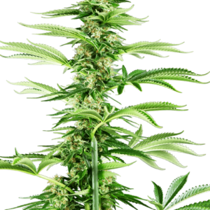 Honey Melon Haze Feminised Seeds - 3