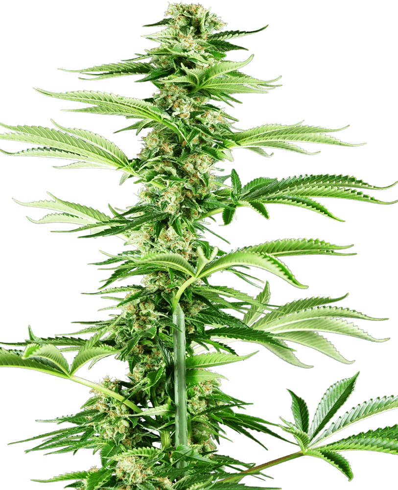 Honey Melon Haze Feminised Seeds - 3