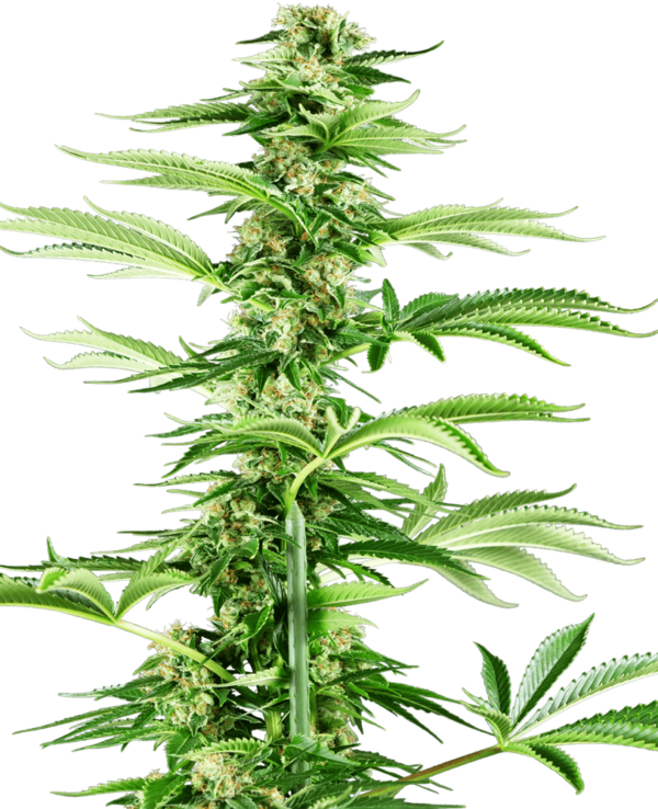 Honey Melon Haze Feminised Seeds - 10