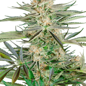 Screwdriver OG Feminised Seeds - 3