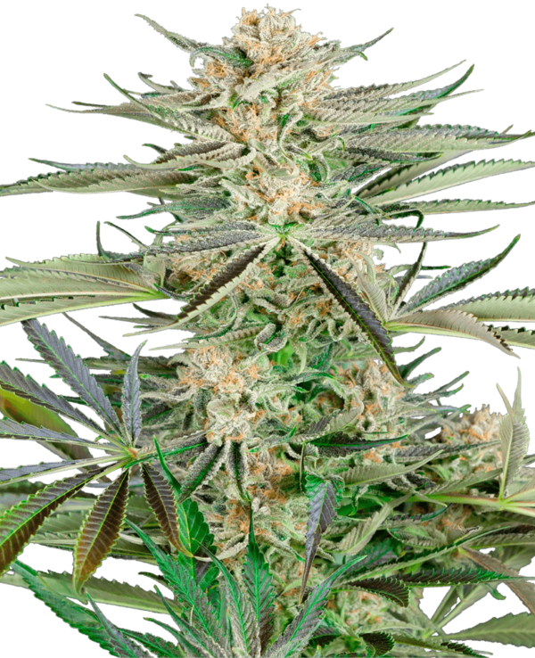 Screwdriver OG Feminised Seeds - 3