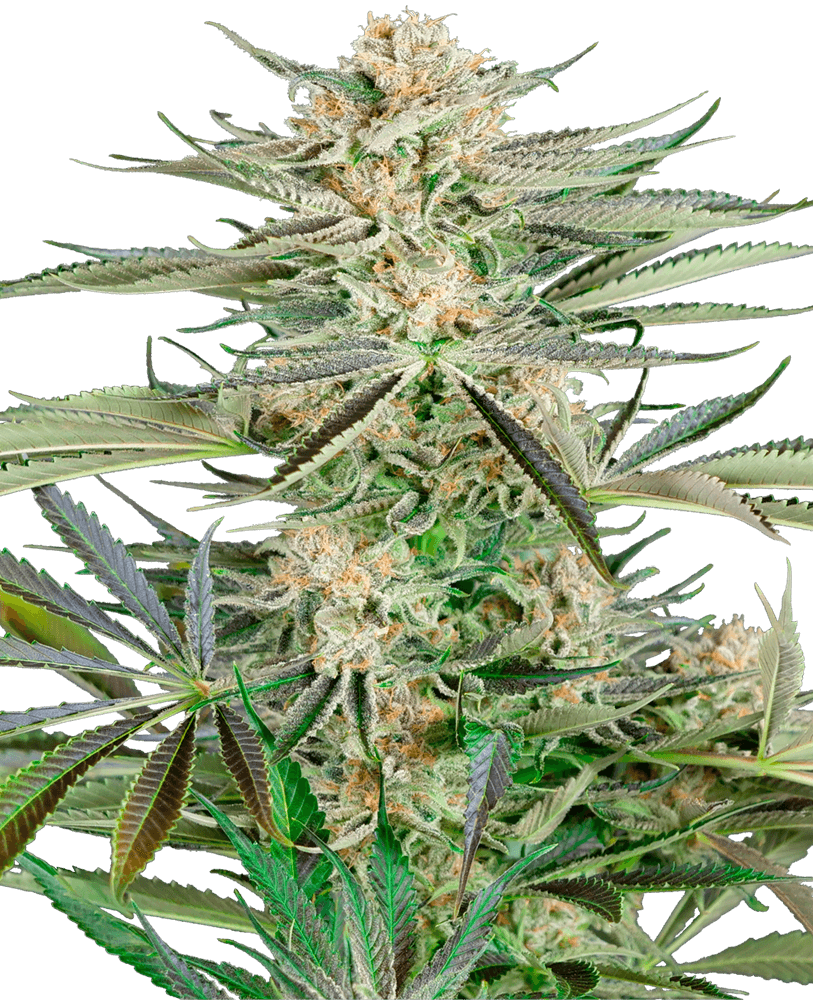 Screwdriver OG Feminised Seeds - 3
