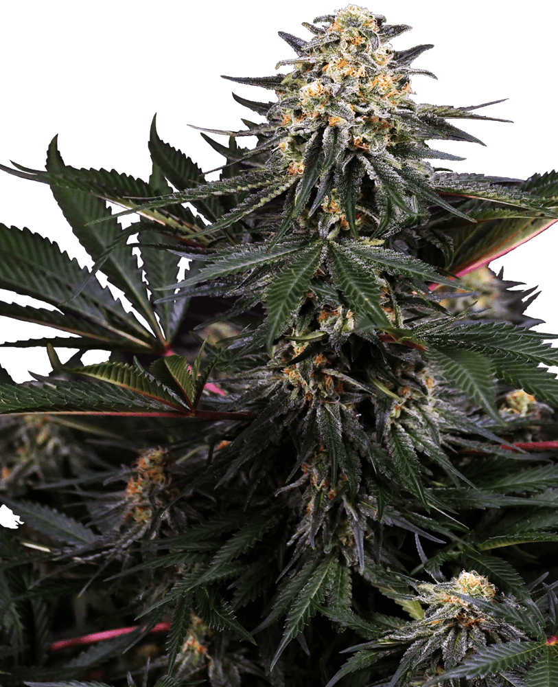 Lockdown Kush Feminised Seeds - 3