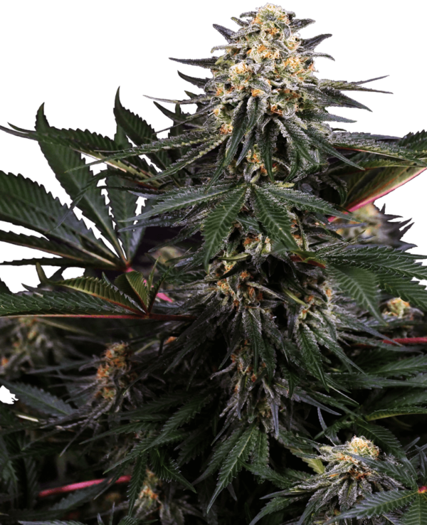 Lockdown Kush Feminised Seeds - 5