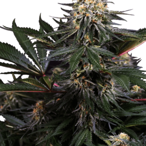 Lockdown Kush Feminised Seeds - 10