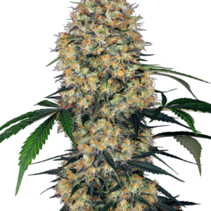 Sensi Amnesia XXL Auto Feminised Seeds - 3