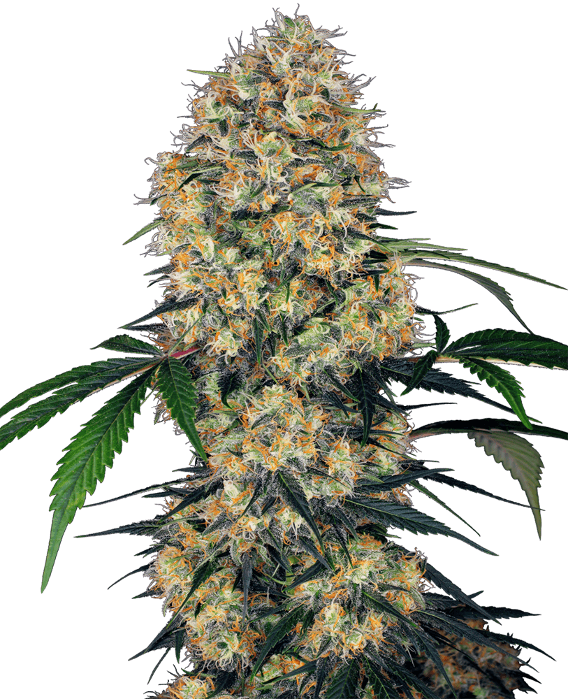 Sensi Amnesia XXL Auto Feminised Seeds - 3