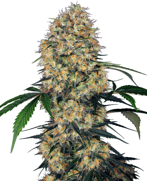 Sensi Amnesia XXL Auto Feminised Seeds - 10